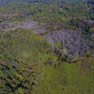 Photo of UNDER CONTRACT!  40.49 Acres of Timber and Hunting Land For Sale in Warren County NC!