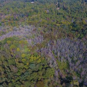 Photo of UNDER CONTRACT!  40.49 Acres of Timber and Hunting Land For Sale in Warren County NC!
