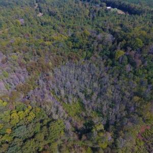 Photo of UNDER CONTRACT!  40.49 Acres of Timber and Hunting Land For Sale in Warren County NC!