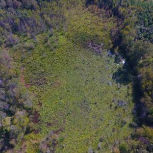 Photo of UNDER CONTRACT!  40.49 Acres of Timber and Hunting Land For Sale in Warren County NC!