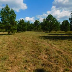 Photo of UNDER CONTRACT!  40.49 Acres of Timber and Hunting Land For Sale in Warren County NC!