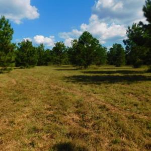 Photo of UNDER CONTRACT!  40.49 Acres of Timber and Hunting Land For Sale in Warren County NC!