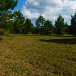 Photo of UNDER CONTRACT!  40.49 Acres of Timber and Hunting Land For Sale in Warren County NC!