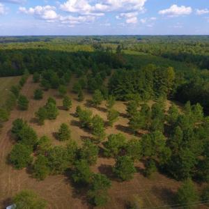 Photo of UNDER CONTRACT!  40.49 Acres of Timber and Hunting Land For Sale in Warren County NC!