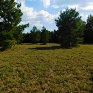 Photo of UNDER CONTRACT!  40.49 Acres of Timber and Hunting Land For Sale in Warren County NC!