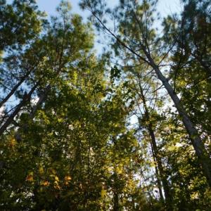 Photo of UNDER CONTRACT!  40.49 Acres of Timber and Hunting Land For Sale in Warren County NC!