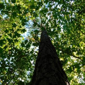 Photo of UNDER CONTRACT!  40.49 Acres of Timber and Hunting Land For Sale in Warren County NC!