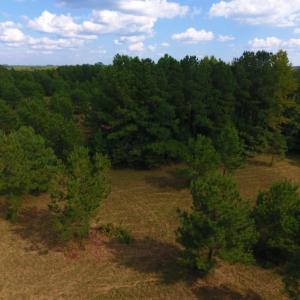 Photo of UNDER CONTRACT!  40.49 Acres of Timber and Hunting Land For Sale in Warren County NC!