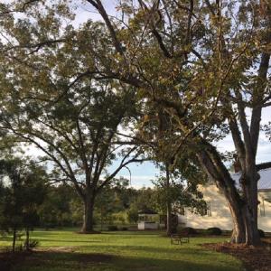 Photo of UNDER CONTRACT!  24.79 Acres of Hunting Land with Residential Site for Sale in Columbus County NC!