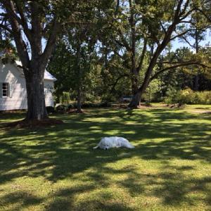 Photo of UNDER CONTRACT!  24.79 Acres of Hunting Land with Residential Site for Sale in Columbus County NC!