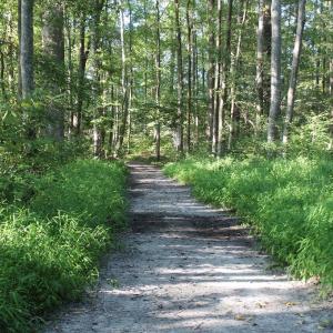Photo of UNER CONTRACT!  5 Acres of Residential Hunting Land For Sale in Southampton County VA!