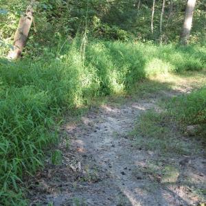 Photo of UNER CONTRACT!  5 Acres of Residential Hunting Land For Sale in Southampton County VA!