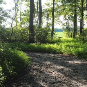 Photo of UNER CONTRACT!  5 Acres of Residential Hunting Land For Sale in Southampton County VA!