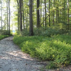Photo of UNER CONTRACT!  5 Acres of Residential Hunting Land For Sale in Southampton County VA!