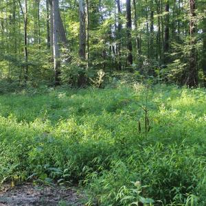 Photo of UNER CONTRACT!  5 Acres of Residential Hunting Land For Sale in Southampton County VA!