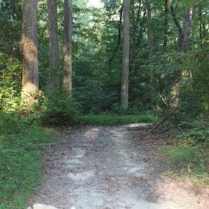 Photo of UNER CONTRACT!  5 Acres of Residential Hunting Land For Sale in Southampton County VA!