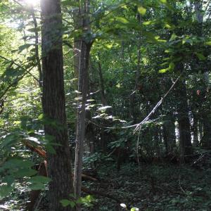Photo of UNER CONTRACT!  5 Acres of Residential Hunting Land For Sale in Southampton County VA!