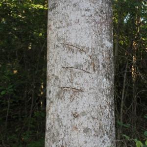 Photo of UNER CONTRACT!  5 Acres of Residential Hunting Land For Sale in Southampton County VA!