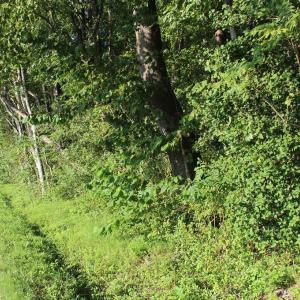 Photo of UNER CONTRACT!  5 Acres of Residential Hunting Land For Sale in Southampton County VA!