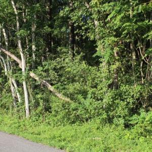 Photo of UNER CONTRACT!  5 Acres of Residential Hunting Land For Sale in Southampton County VA!