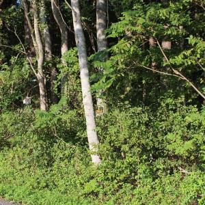 Photo of UNER CONTRACT!  5 Acres of Residential Hunting Land For Sale in Southampton County VA!