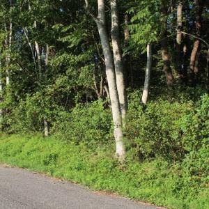 Photo of UNER CONTRACT!  5 Acres of Residential Hunting Land For Sale in Southampton County VA!