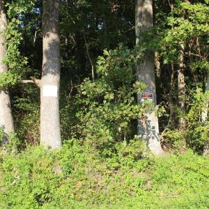 Photo of UNER CONTRACT!  5 Acres of Residential Hunting Land For Sale in Southampton County VA!