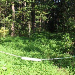 Photo of UNER CONTRACT!  5 Acres of Residential Hunting Land For Sale in Southampton County VA!