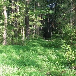 Photo of UNER CONTRACT!  5 Acres of Residential Hunting Land For Sale in Southampton County VA!