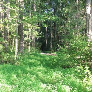 Photo of UNER CONTRACT!  5 Acres of Residential Hunting Land For Sale in Southampton County VA!