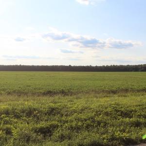 Photo of UNER CONTRACT!  5 Acres of Residential Hunting Land For Sale in Southampton County VA!