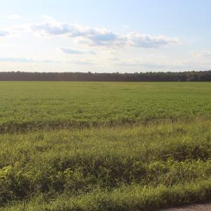 Photo of UNER CONTRACT!  5 Acres of Residential Hunting Land For Sale in Southampton County VA!