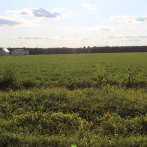 Photo of UNER CONTRACT!  5 Acres of Residential Hunting Land For Sale in Southampton County VA!