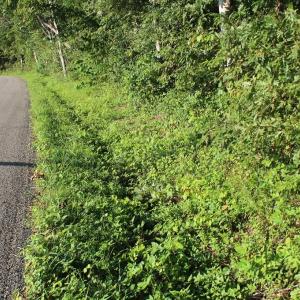 Photo of UNER CONTRACT!  5 Acres of Residential Hunting Land For Sale in Southampton County VA!