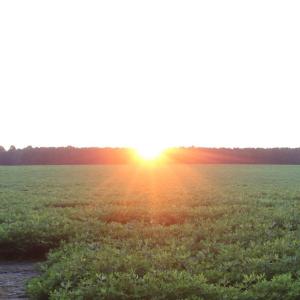 Photo of UNER CONTRACT!  5 Acres of Residential Hunting Land For Sale in Southampton County VA!
