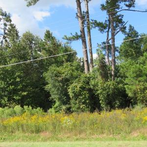 Photo of UNDER CONTRACT!  49.46 Acres of Hunting and Timber Land for Sale in Columbus County NC!