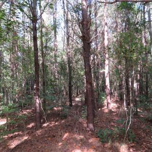 Photo of UNDER CONTRACT!  49.46 Acres of Hunting and Timber Land for Sale in Columbus County NC!