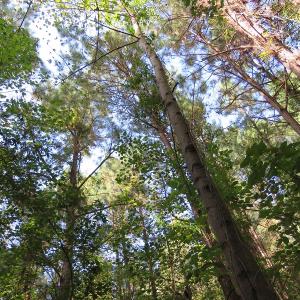 Photo of UNDER CONTRACT!  49.46 Acres of Hunting and Timber Land for Sale in Columbus County NC!
