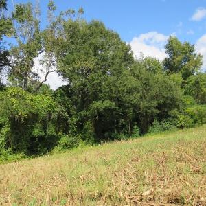 Photo of UNDER CONTRACT!  49.46 Acres of Hunting and Timber Land for Sale in Columbus County NC!
