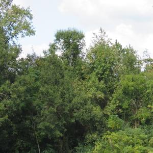 Photo of UNDER CONTRACT!  49.46 Acres of Hunting and Timber Land for Sale in Columbus County NC!