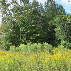 Photo of UNDER CONTRACT!  49.46 Acres of Hunting and Timber Land for Sale in Columbus County NC!