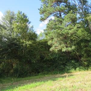 Photo of UNDER CONTRACT!  49.46 Acres of Hunting and Timber Land for Sale in Columbus County NC!