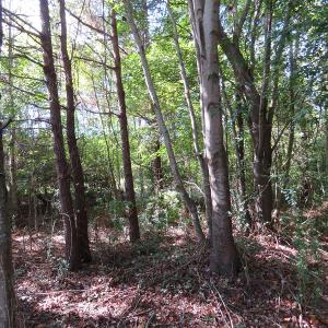 Photo of UNDER CONTRACT!  49.46 Acres of Hunting and Timber Land for Sale in Columbus County NC!