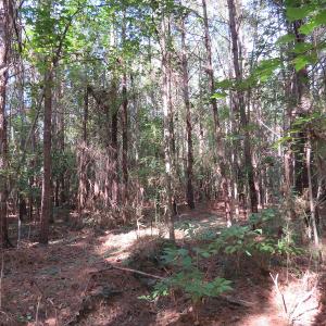 Photo of UNDER CONTRACT!  13.23 Acres of Hunting and Timber Land for Sale in Columbus County NC!