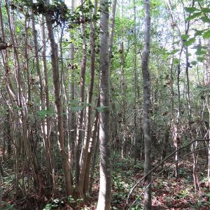 Photo of UNDER CONTRACT!  13.23 Acres of Hunting and Timber Land for Sale in Columbus County NC!