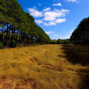 Photo of UNDER CONTRACT!  103 Acres of Hunting and Timber Land for Sale in Accomack County VA!