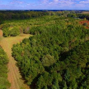 Photo of UNDER CONTRACT!  103 Acres of Hunting and Timber Land for Sale in Accomack County VA!