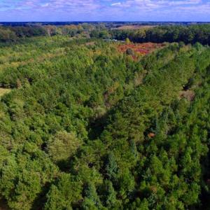 Photo of UNDER CONTRACT!  103 Acres of Hunting and Timber Land for Sale in Accomack County VA!