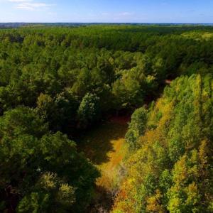 Photo of UNDER CONTRACT!  103 Acres of Hunting and Timber Land for Sale in Accomack County VA!