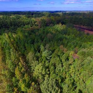 Photo of UNDER CONTRACT!  103 Acres of Hunting and Timber Land for Sale in Accomack County VA!